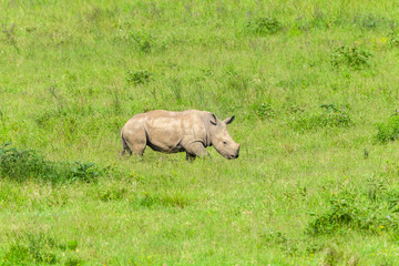 Rhino Calf Wildlife Animals