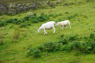 Fototapeta premium Grazing sheep on a rocky hillside in Scotland