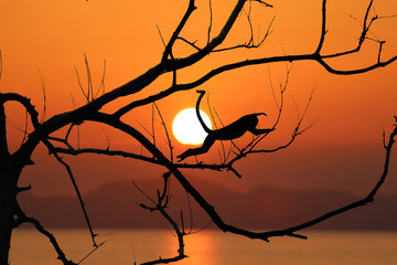 Silhouette monkey jump on the leafless trees and red sky sunset