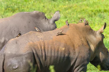 Crédence de cuisine en verre imprimé Rhinocéros Rhinocéros Veau Animaux Sauvages