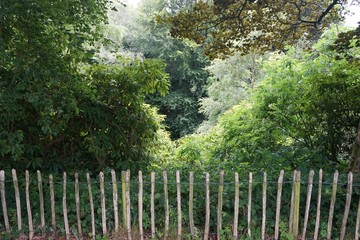 Rustic garden fence with colorful green foliage