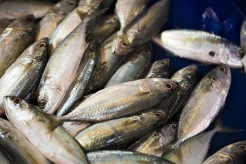 Bangkok Street Food: Raw Fish for sell in street market.