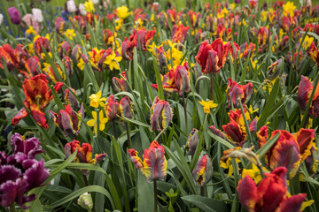 colorful tulips and daffodils  blooming in a garden