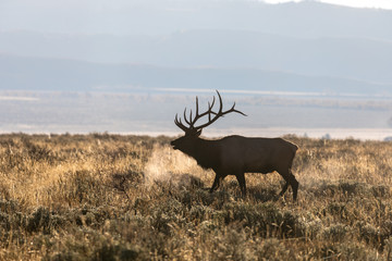 Bull Elk in Wyoming During the Fall Rut