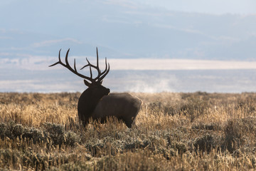 Bull Elk in Wyoming During the Fall Rut