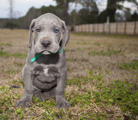 Grumpy Great Dane  puppy