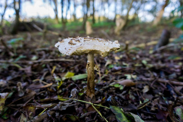 mushroom