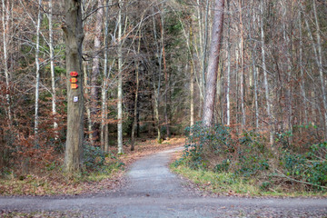 nature forest tree
