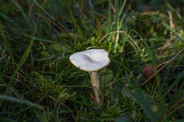 mushroom