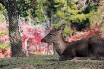 Deer laying down on the grass floor at the park in Nara, Japan.