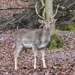 Naklejka na ściany i meble fallow deer (Dama dama) is a ruminant mammal belonging to the family Cervidae