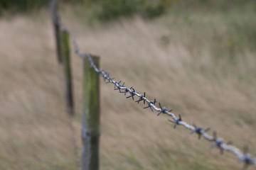barbwire