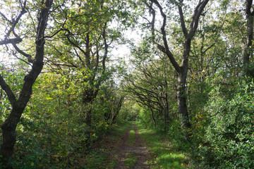 hidden road