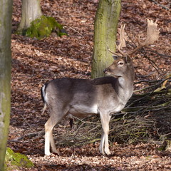 fallow deer (Dama dama) is a ruminant mammal belonging to the family Cervidae