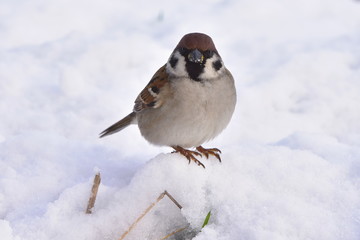 rare Eurasian tree sparrow Passer montanus