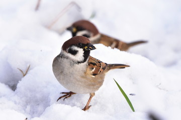 rare Eurasian tree sparrow Passer montanus