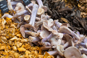 close up of different types of mushrooms