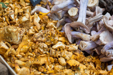 close up of different types of mushrooms