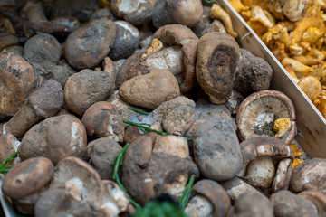 Fototapeta na wymiar close up of different types of mushrooms
