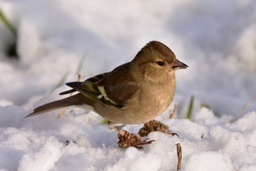 european greenfinch in winter time