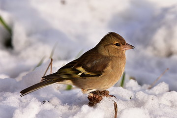 european greenfinch in winter time