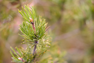 Abstract close up green branch of corniferous tree