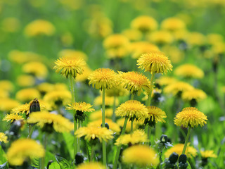 beautiful bright yellow dandelion flowers grow in spring the Sunny green meadow