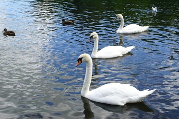 Three swans swimming on a lake