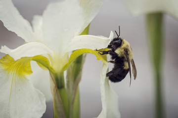 Bumble on a white Iris