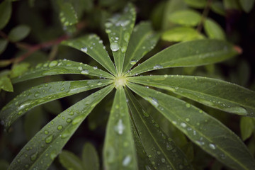 Fototapeta na wymiar Rain drops on a green leaf marshmallow root