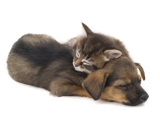 sleep kitten and puppy