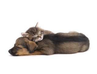 sleep kitten and puppy