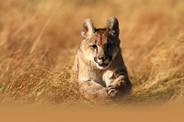 Cougar is the largest feline of North America. 