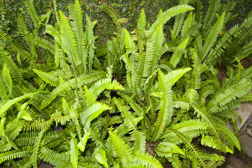 Nephrolepis cordifolia, Quetzal tail or sawtooth fern
