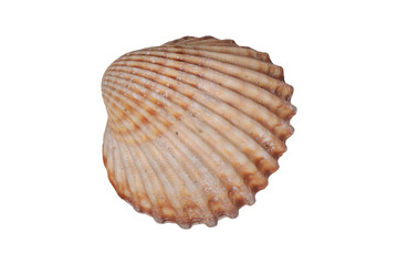 Sea shell on a white background