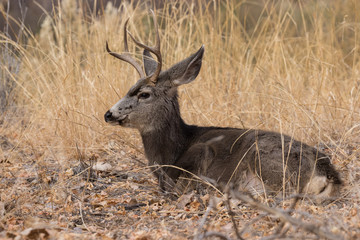 Mule Deer Buck Bedded