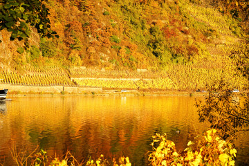 Fototapeta premium Am Ufer der Mosel bei Ellenz-Poltersdorf zur goldenen Stunde 