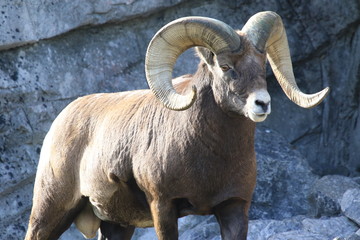 Majestic bighorn with an impressive horn