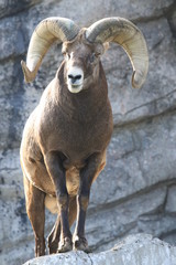 Upright pictures of a majestic bighorn