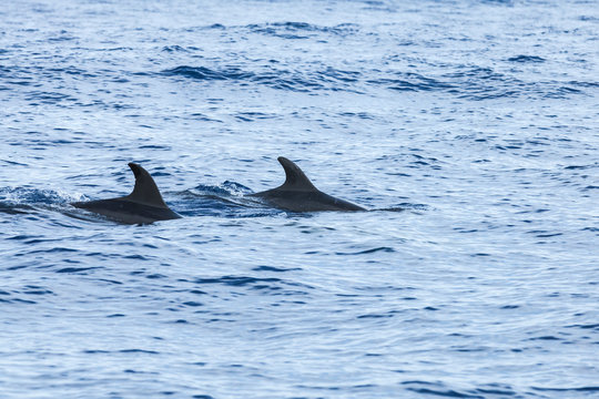 Common Dolphins swimming in Atlantic Ocean