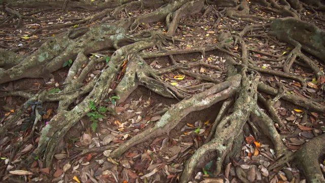 Sri Lanka. Old tropical Ficus tree roots close up