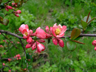 Apple blooms pink in the botanical garden