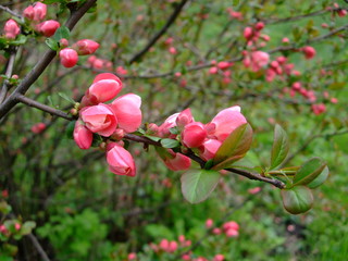 Apple blooms pink in the botanical garden