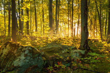 Peaceful morning scene in the forest with sunlight on the background 
