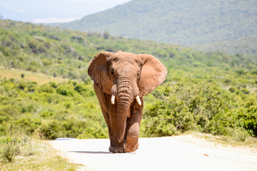 Fototapeta na wymiar African Elephant walking on a gravel road in Addo Elephant National Park close to Port Elizabeth, Eastern Cape Province, South Africa. More than 600 elephants live in the park.