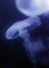 Fototapeta premium Jelly Fish