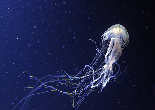 Jellyfish