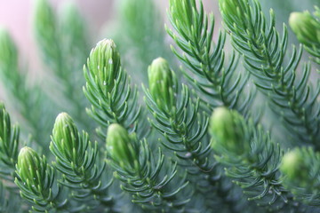 Green leaves natural background