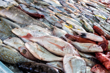 fish market in Hurghada