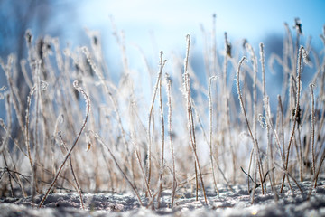 Gefrorene Gräser im Winter, Eiskristalle, Froschperspektive